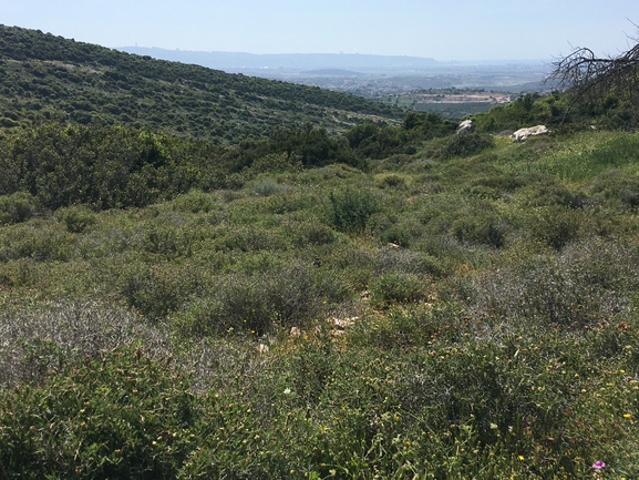 שיבולת-שועל צמרית  צולם על ידי בר שמש 