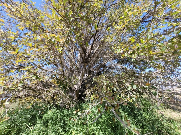 אירוס הגלבוע  צולם על ידי מרגרטה וולצ'אק 