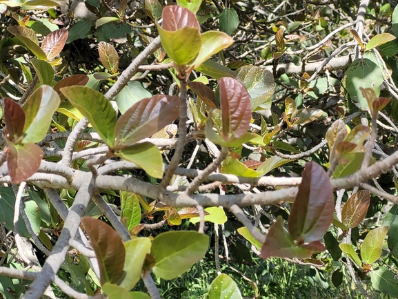 אירוס הגלבוע  צולם על ידי מרגרטה וולצ'אק 