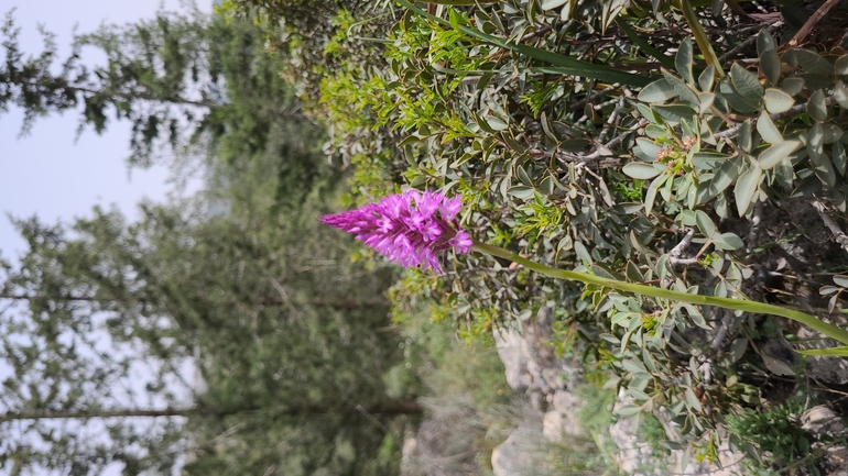 אירוס הגלבוע  צולם על ידי אסף קפלן 