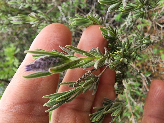 אזוביון דגול  צולם על ידי אורי שפירא דשא 