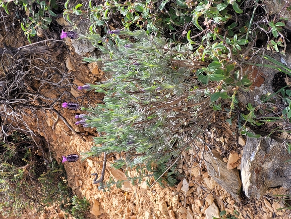 אזוביון דגול  צולם על ידי דותן רותם 