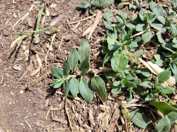 Alpine Knotweed, Related Knotweed  