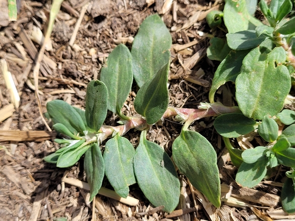 Alpine Knotweed, Related Knotweed  