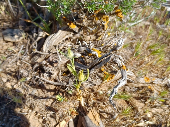 ציפורנית משוננת  צולם על ידי ניסים פרימו 