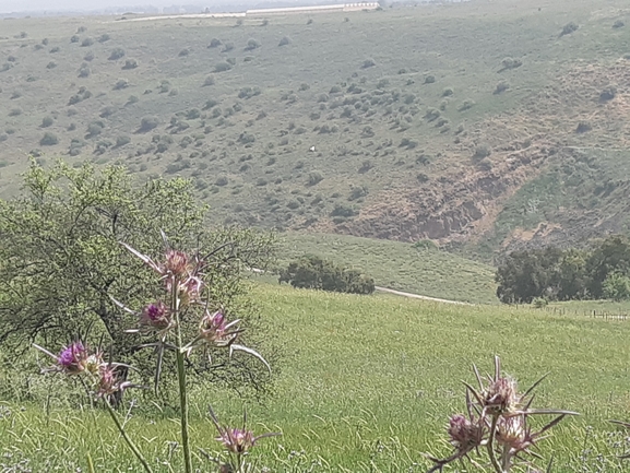 בקיית יזרעאל  צולם על ידי מוהנא נאסר 