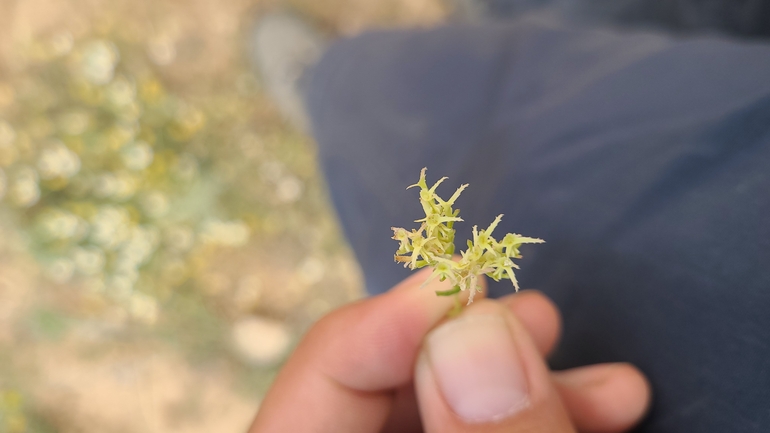 Sharp-beaked Cornsalad  photographed by g_weil@npa.org.il 