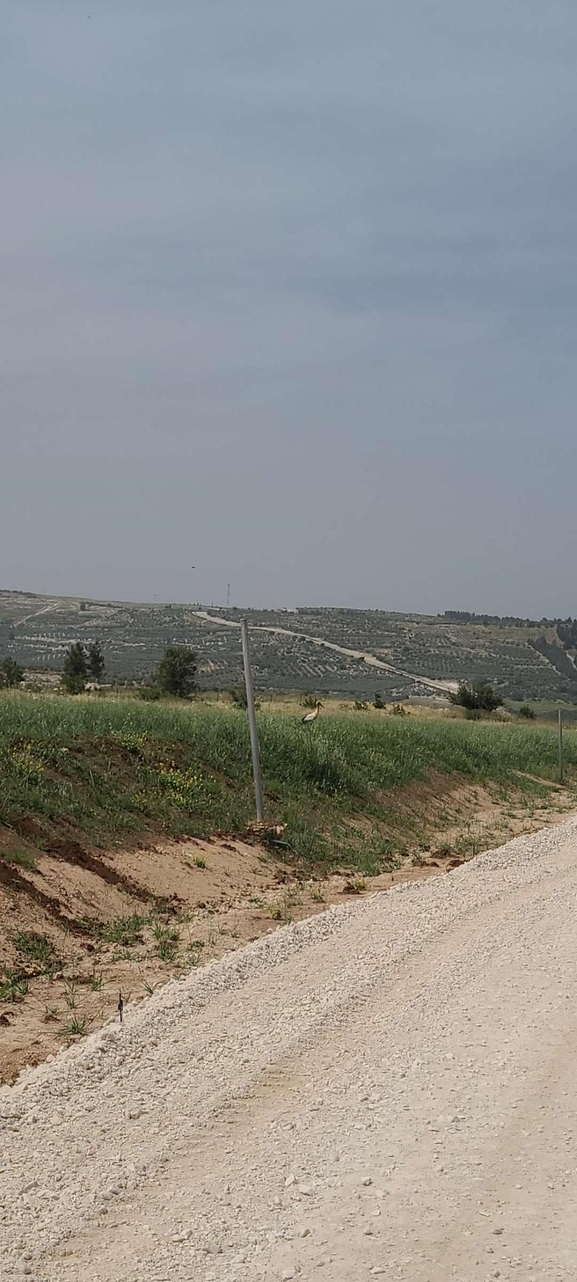 עירית נטויה  צולם על ידי אורי אורבך 