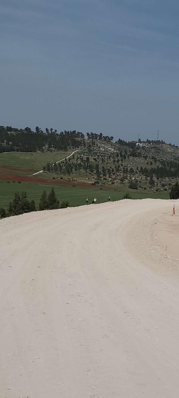 עירית נטויה  צולם על ידי אורי אורבך 