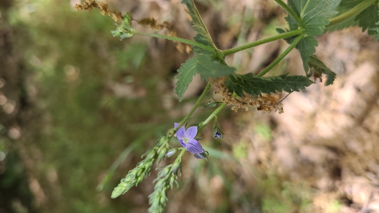 ורוניקה קירחת  צולם על ידי שי קורן 