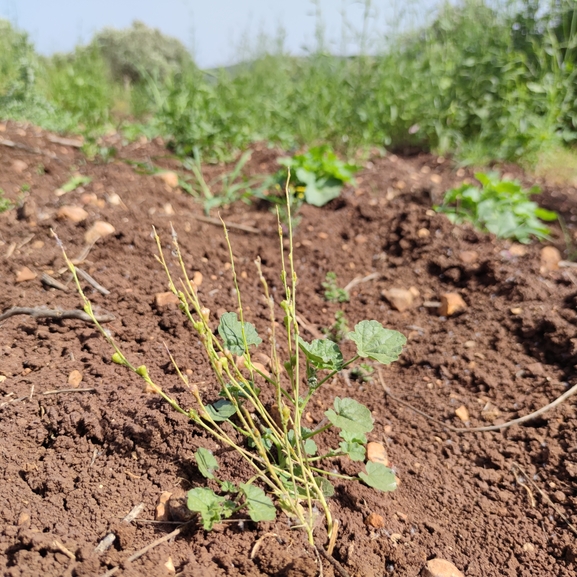 מיאגרון אוזני  צולם על ידי מרב לבל 