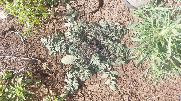 לוענית יריחו  צולם על ידי לירז כברה 