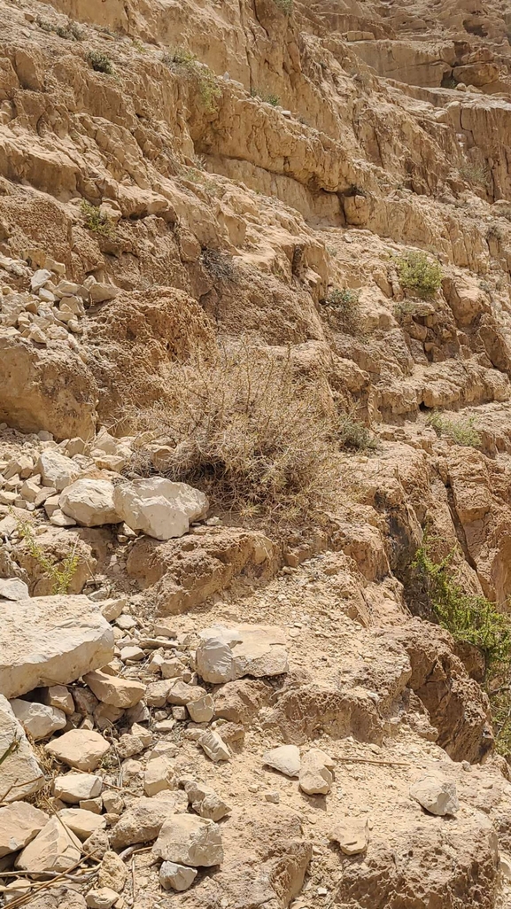 אירוס הגלבוע  צולם על ידי יואב ארי 