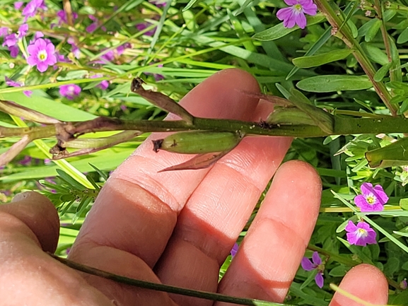 סחלב הביצות  צולם על ידי מרגרטה וולצ'אק 