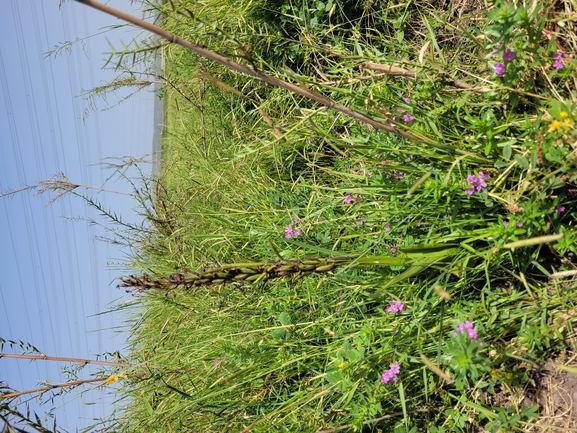 Loose-flowered Orchid, Lax-flowered Orchid  