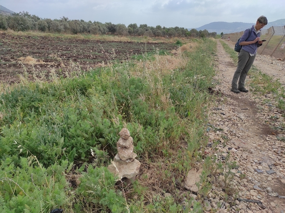 טופח קסיוס  צולם על ידי מימי רון 