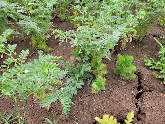 Jericho Figwort  