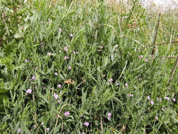 טופח קסיוס  צולם על ידי מימי רון 