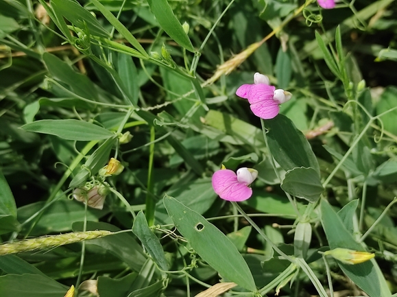 טופח קסיוס  צולם על ידי מימי רון 