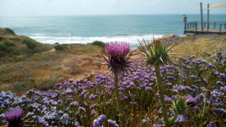 חוחן קרדני  צולם על ידי יהונתן רונס 