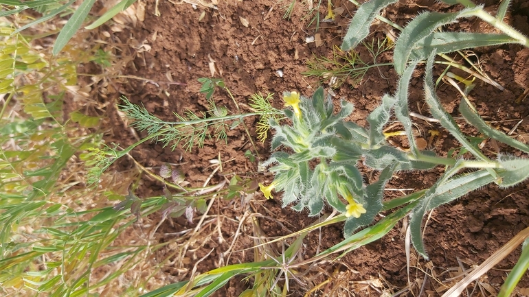 אלקנת הגליל  צולם על ידי יצחק כהן 