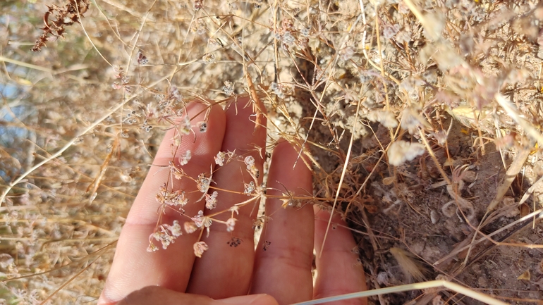 דבקת פלשת  צולם על ידי נעם שגב 