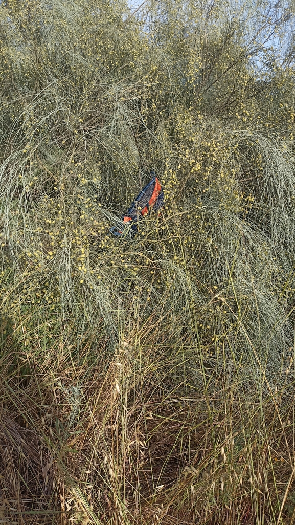 אירוס הגלבוע  צולם על ידי רוני שושן 