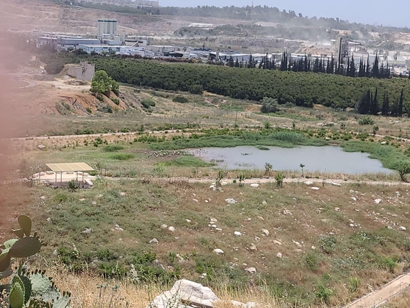 עירית נטויה  צולם על ידי דניאל די-צ'זרה 