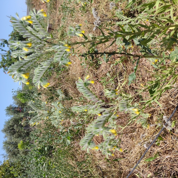 סומקן ענקי  צולם על ידי מרב לבל 