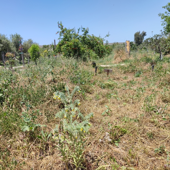 סומקן ענקי  צולם על ידי מרב לבל 