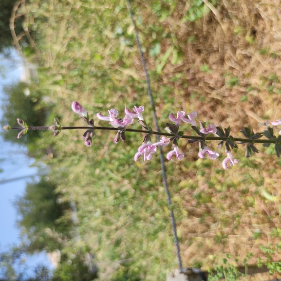 מרוות איג  צולם על ידי מרב לבל 