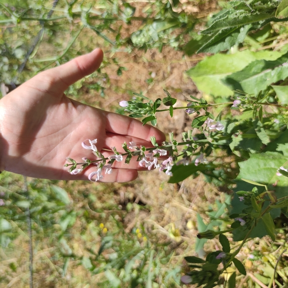 מרוות איג  צולם על ידי מרב לבל 