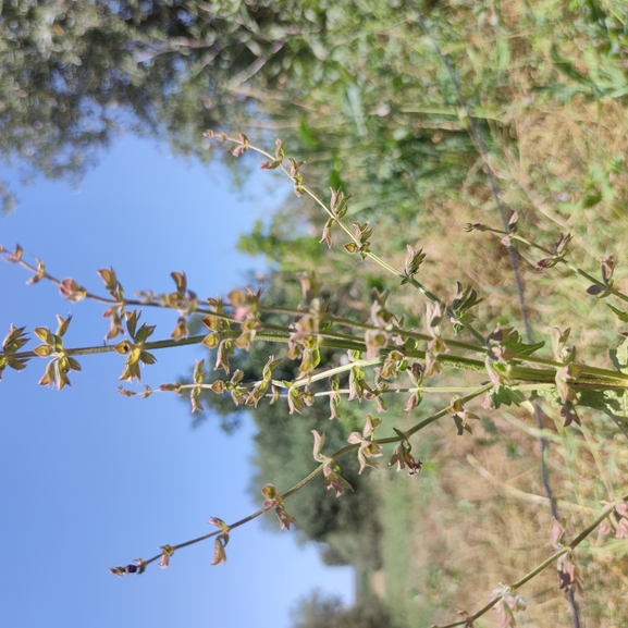 מרוות איג  צולם על ידי מרב לבל 