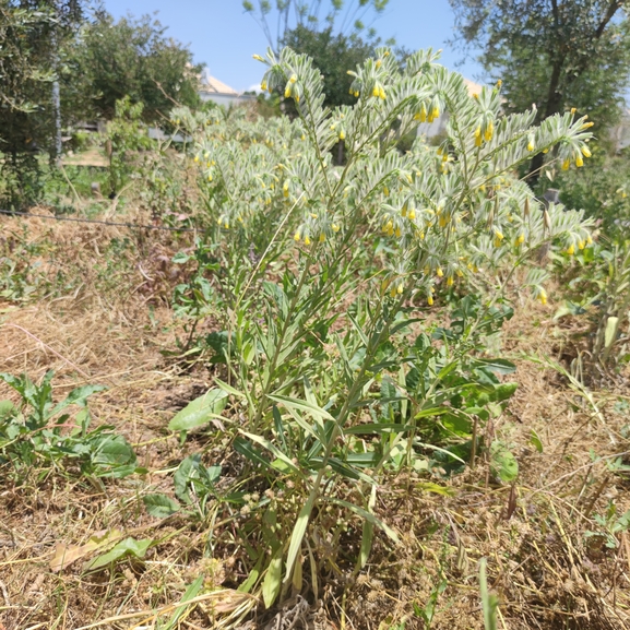 סומקן ענקי  צולם על ידי מרב לבל 