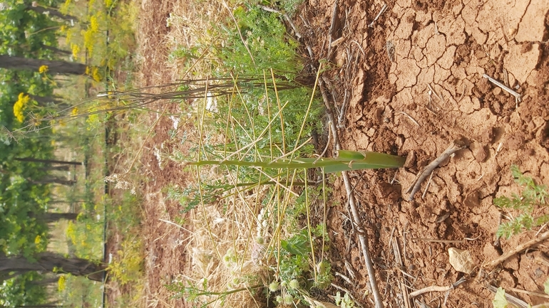 זמזומית מפושקת  צולם על ידי יצחק כהן 