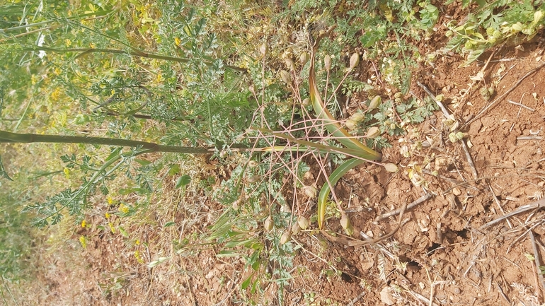 זמזומית מפושקת  צולם על ידי יצחק כהן 