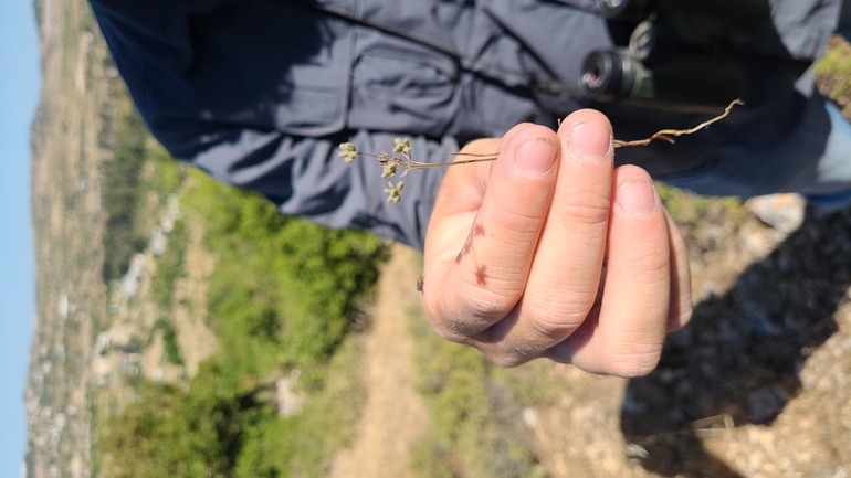 אירוס הגלבוע  צולם על ידי גלעד וייל 