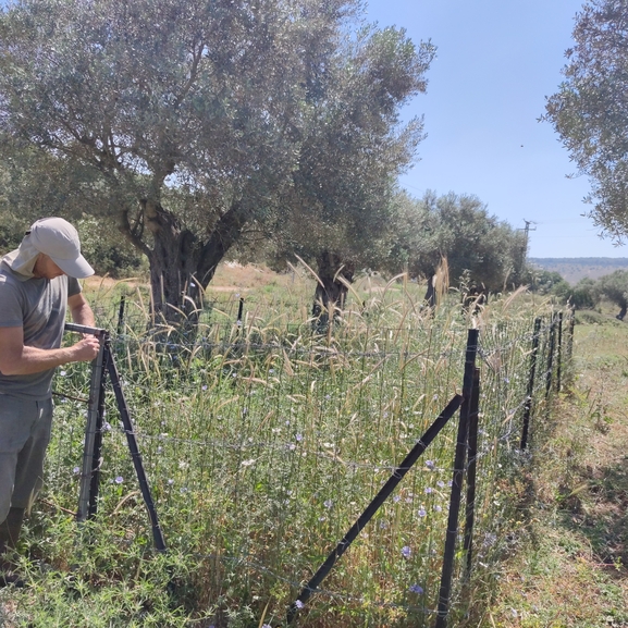 מרוות איג  צולם על ידי מרב לבל 