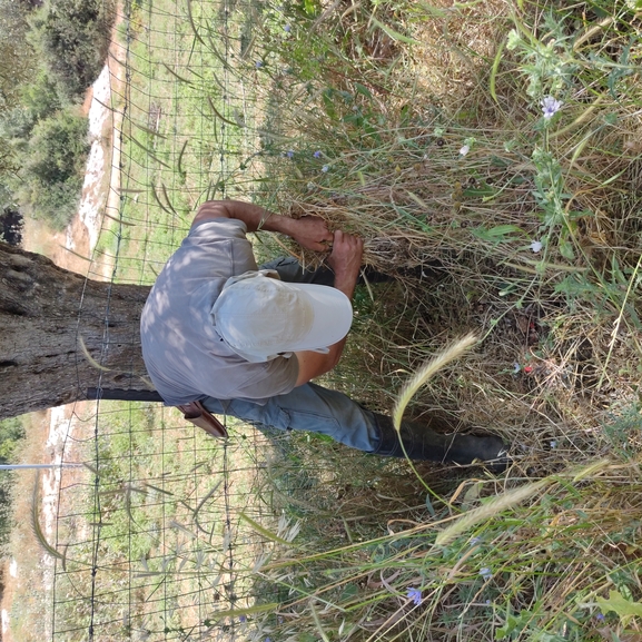 מרוות איג  צולם על ידי מרב לבל 