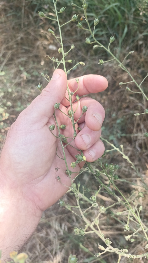 אירוס הגלבוע  צולם על ידי רוני שושן 