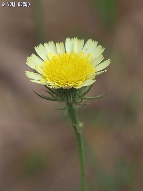 European Umbrella Milkwort, Bearded Tolpis  photographed by יעל אורגד 