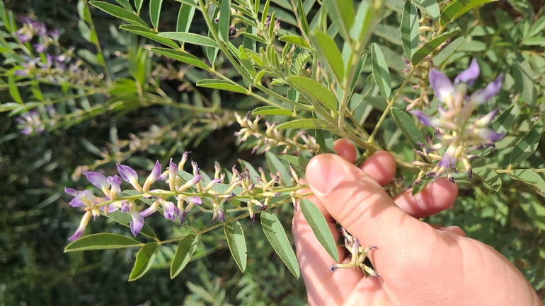 שוש קירח  צולם על ידי סיון מרדוק 