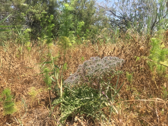 נעצוצית סבוכה  צולם על ידי בר שמש 