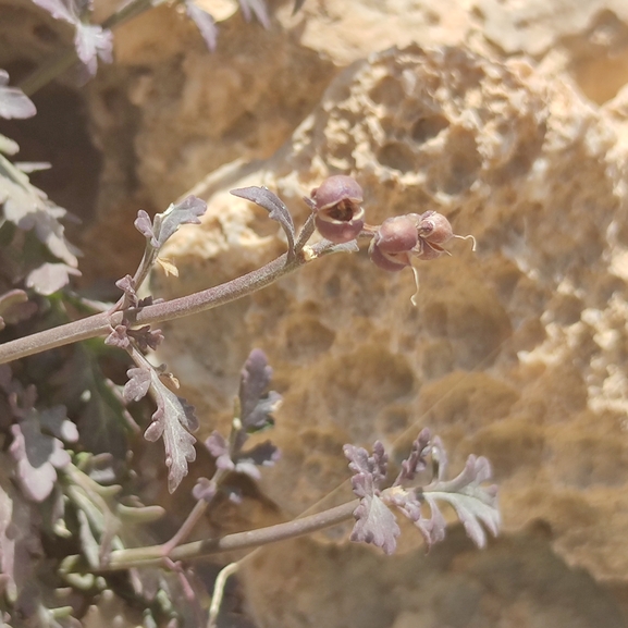 לוענית הסלעים  צולם על ידי מרב לבל 