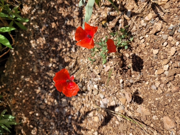 אירוס הגלבוע  צולם על ידי אור מילשטיין 