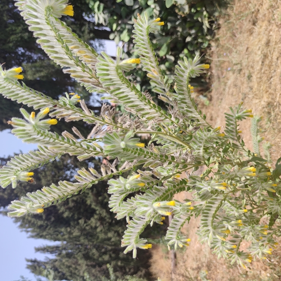 סומקן ענקי  צולם על ידי מרב לבל 