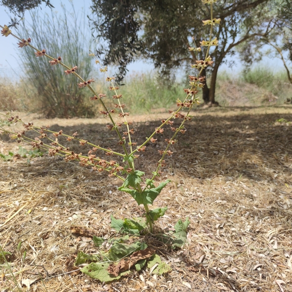 מרוות איג  צולם על ידי מרב לבל 