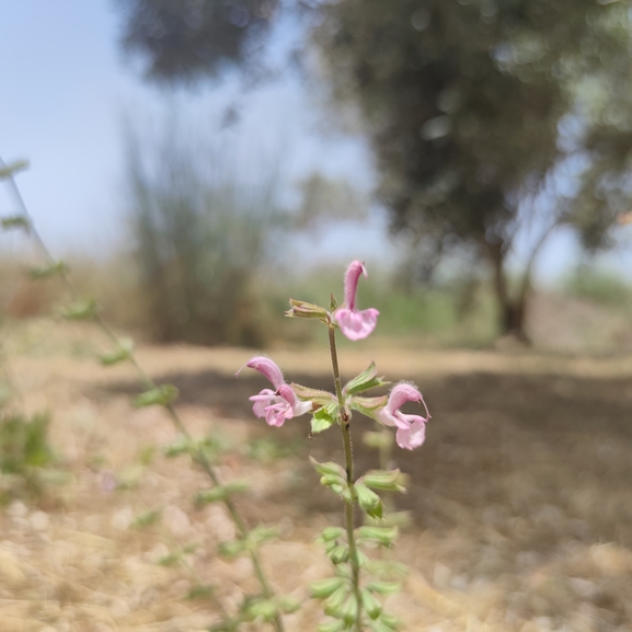 מרוות איג  צולם על ידי מרב לבל 