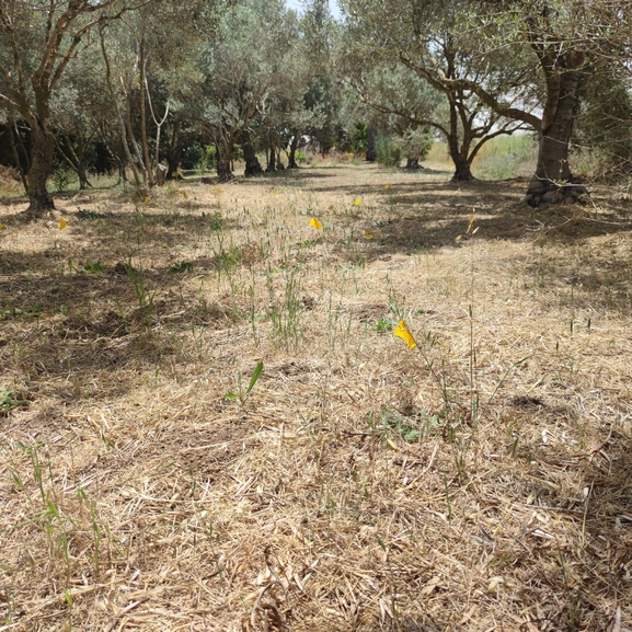 מרוות איג  צולם על ידי מרב לבל 