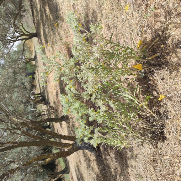 סומקן ענקי  צולם על ידי מרב לבל 